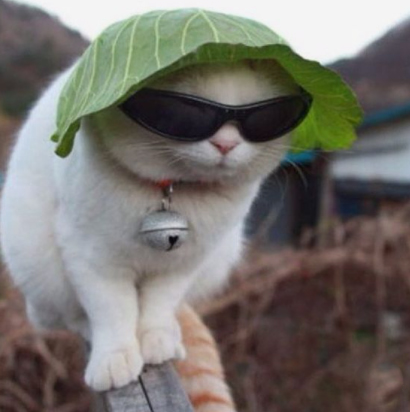 Ảnh chế mèo hài hước 13 Ảnh chế mèo hài hước 13