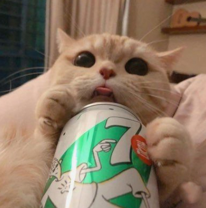 Ảnh chế mèo hài hước 14 Ảnh chế mèo hài hước 14