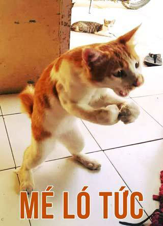 Ảnh chế mèo bựa 9 Ảnh chế mèo bựa 9