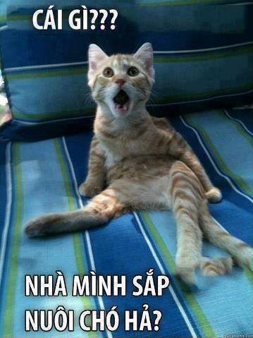 Ảnh chế mèo bựa 8 Ảnh chế mèo bựa 8