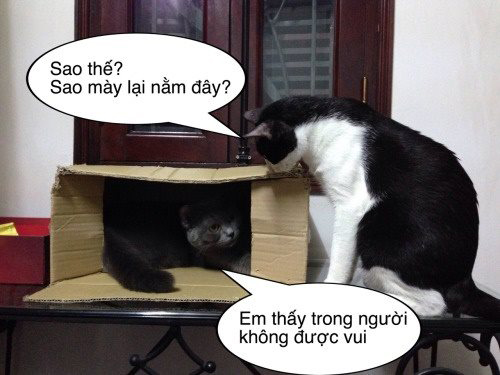 Ảnh chế mèo bựa 9 Ảnh chế mèo bựa 9