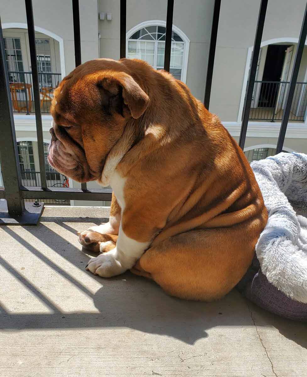 Ảnh chó buồn Ảnh chó buồn