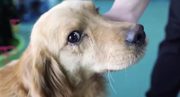 Ảnh chó khóc Ảnh chó khóc