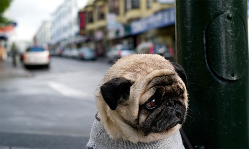 Hình con chó buồn Hình con chó buồn