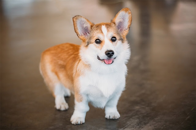 Hình nền chó Corgi cute