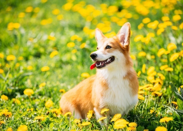 Hình nền chó Corgi cute