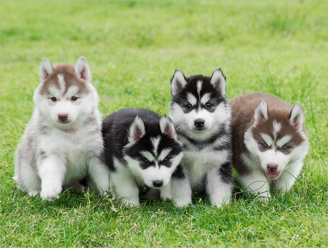 Hình ảnh chó Husky cute