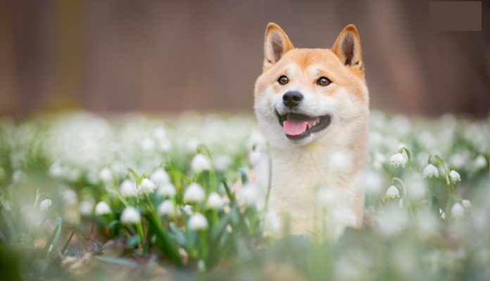 Ảnh chó Shiba dễ thương, cưng xỉu