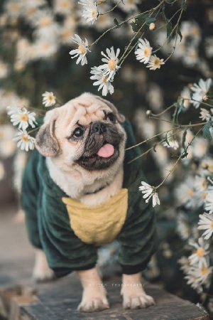 Những hình nền điện thoại chó cute