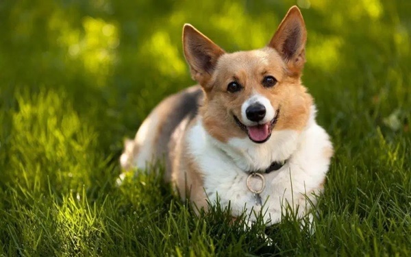 Hình nền chó Corgi cute