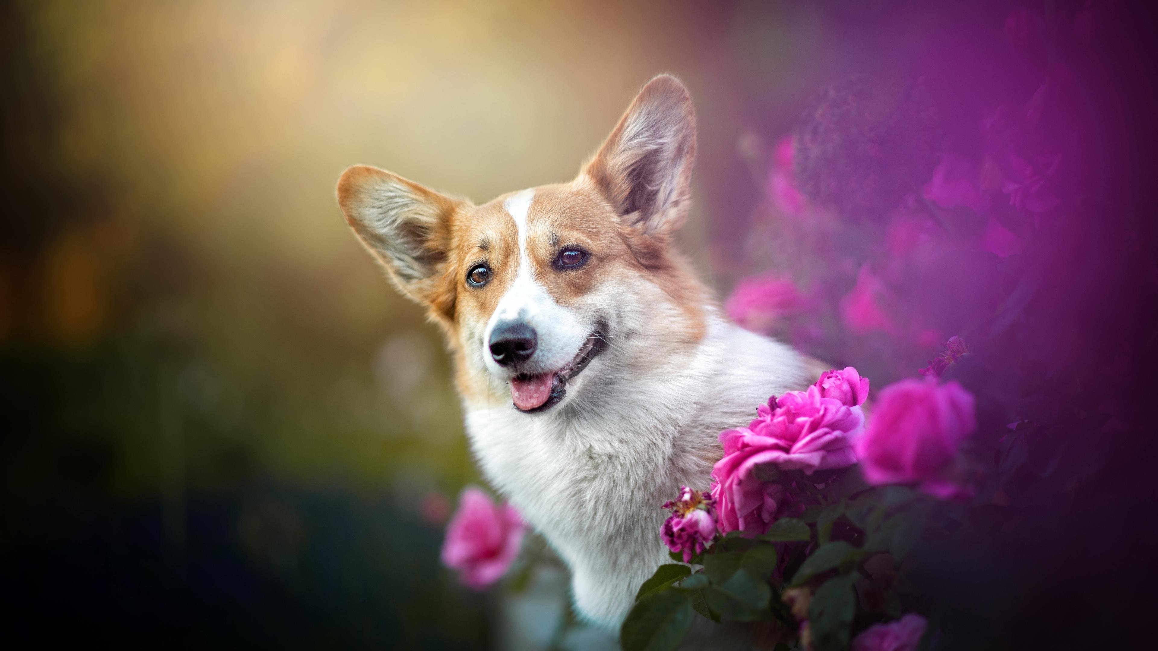 Hình nền chó Corgi cute