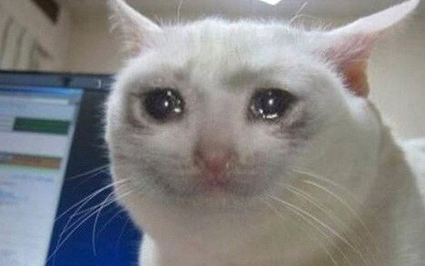 Ảnh mèo khóc 2