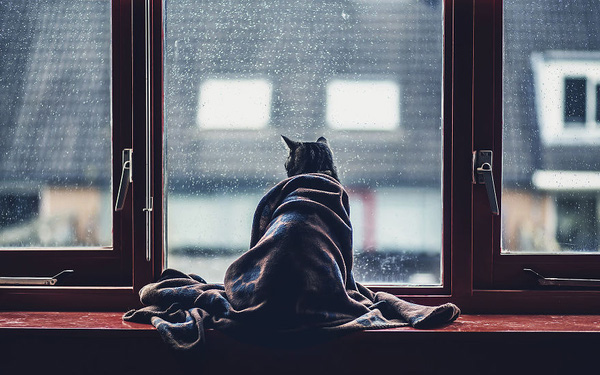 Hình ảnh con mèo buồn 2