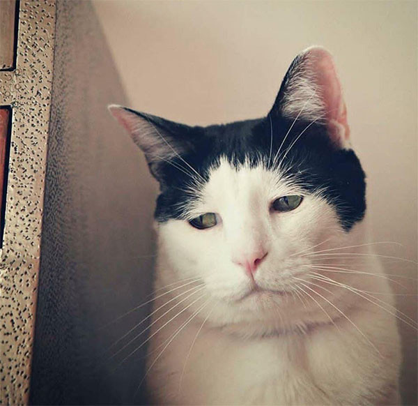 Hình ảnh con mèo buồn 5