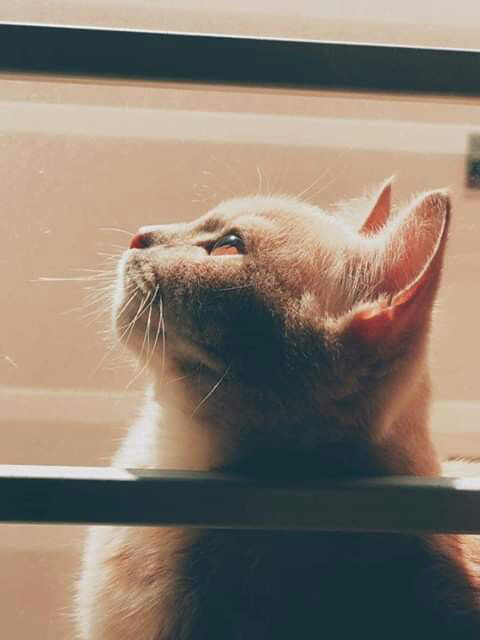 Hình ảnh con mèo buồn 9