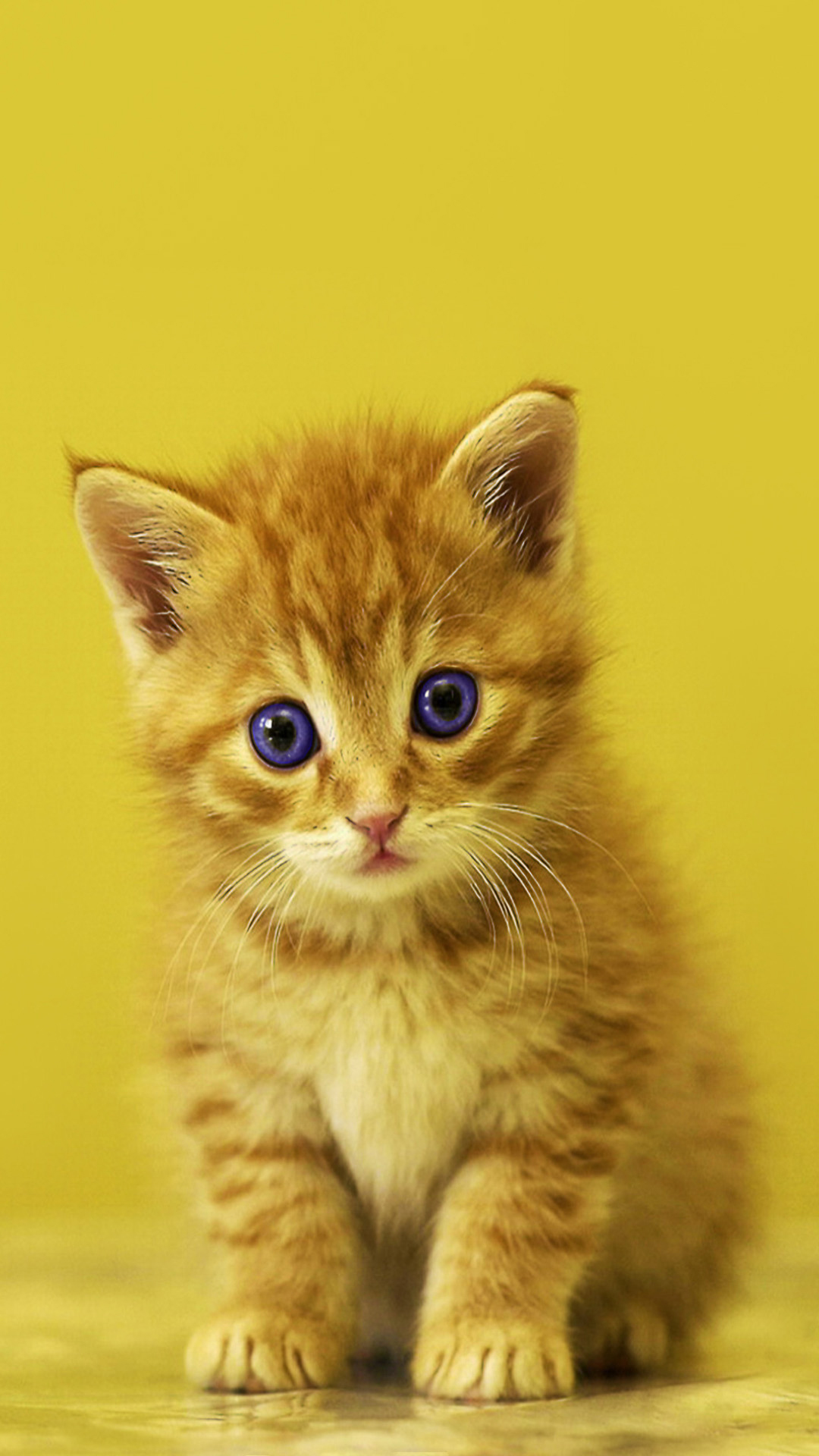 Ảnh mèo con dễ thương, đáng yêu làm hình nền điện thoại
