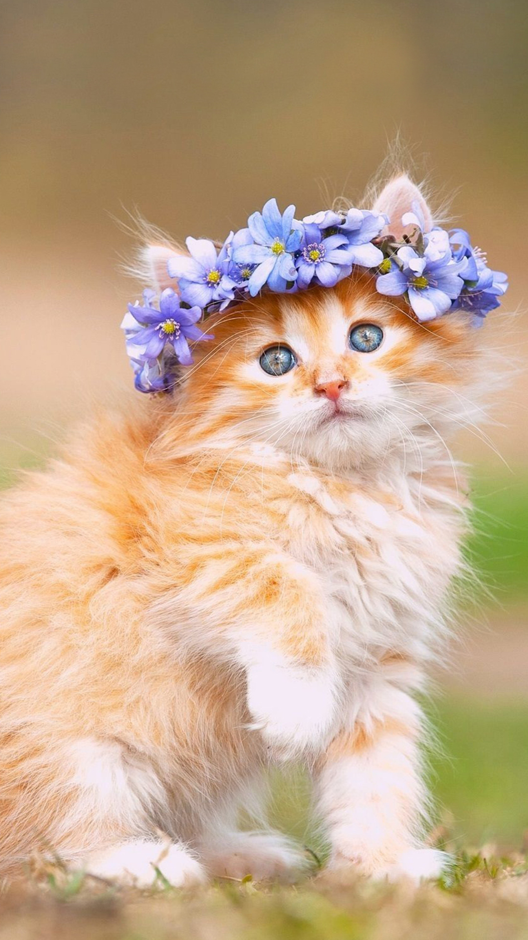 Hình nền mèo con cute cho điện thoại