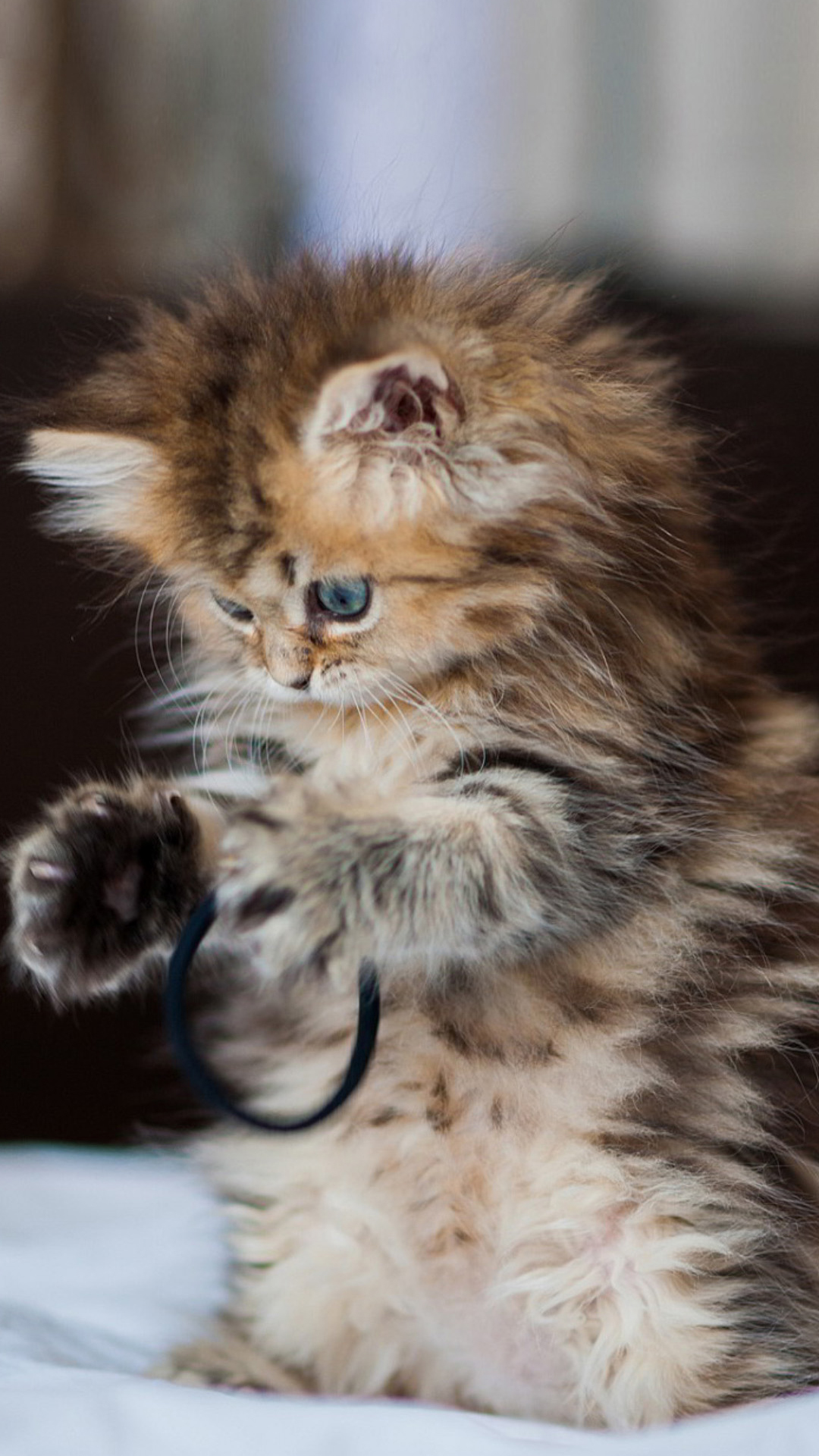 Hình ảnh mèo con dễ thương cho điện thoại