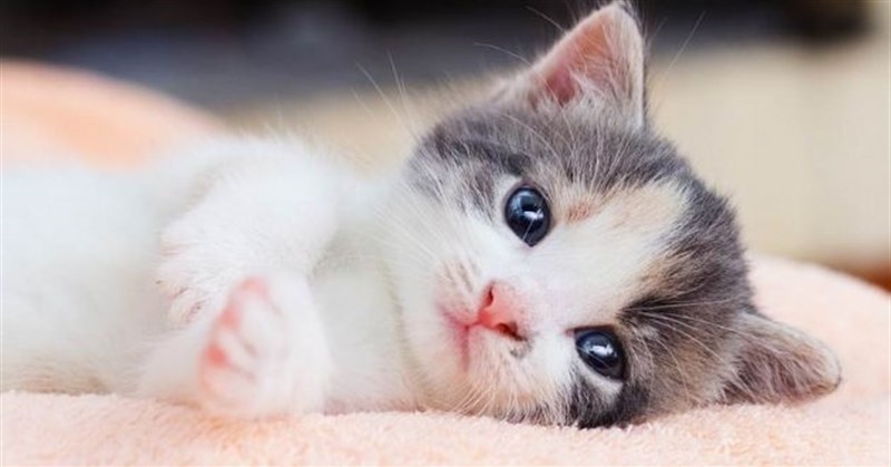 Hình ảnh mèo con cute dễ thương, đáng yêu nhất