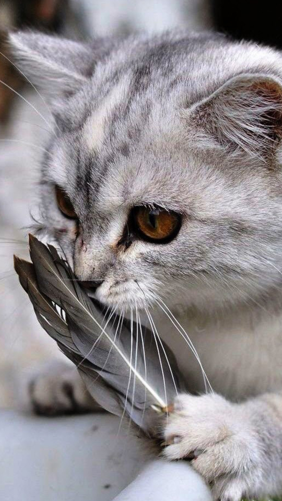 Hình ảnh mèo con đáng yêu cho điện thoại