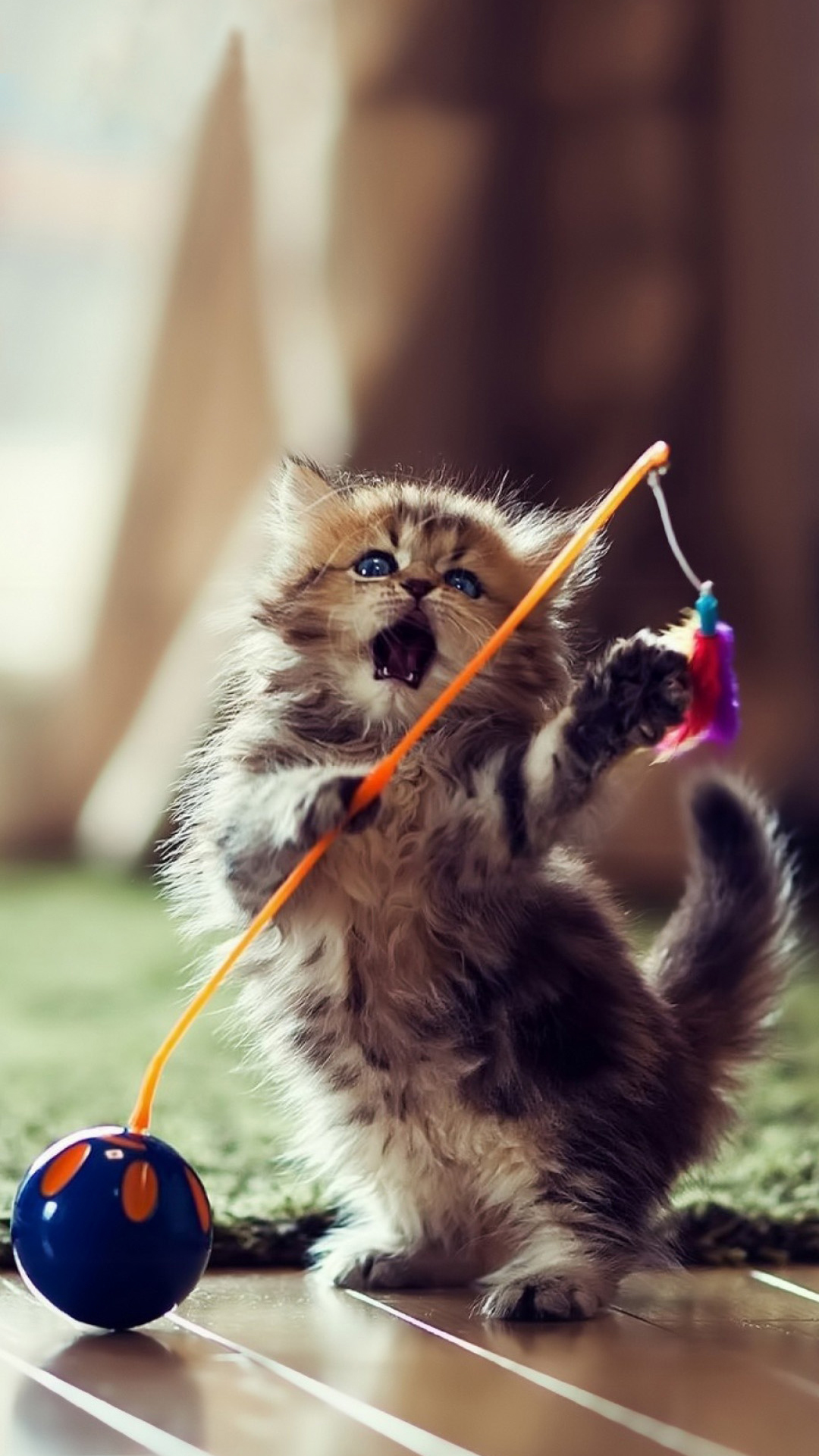Tải hình nền mèo con dễ thương cho điện thoại