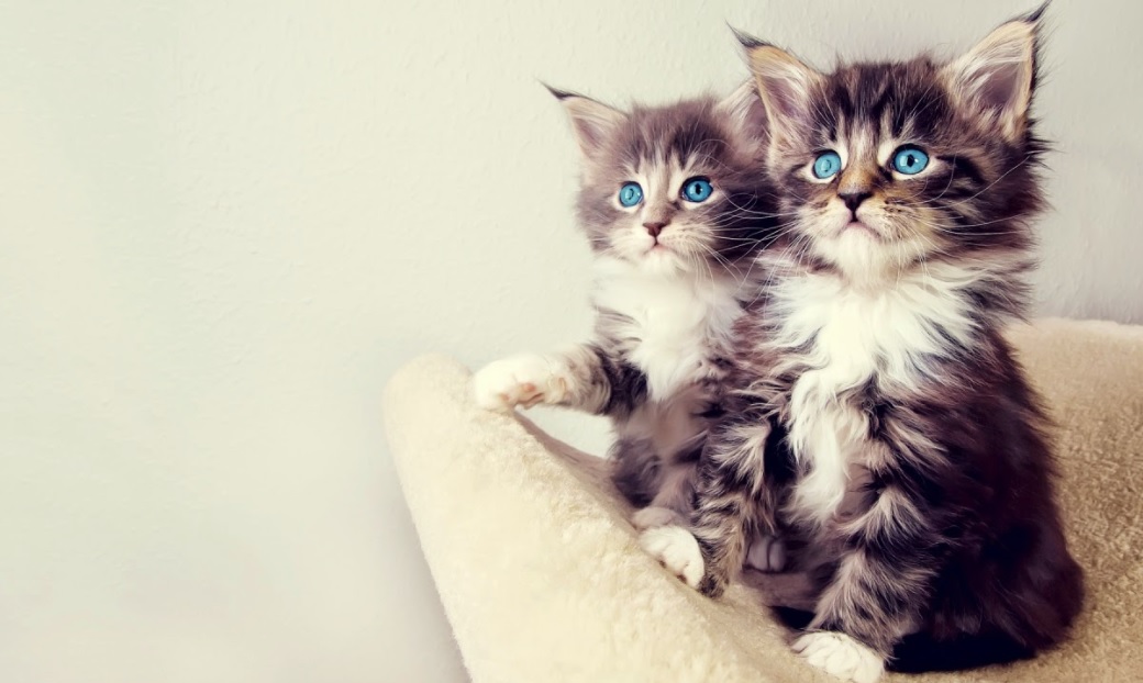 Ảnh mèo đôi đẹp