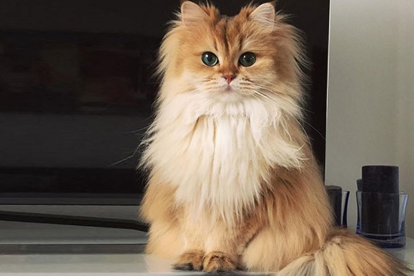 Hình ảnh mèo Anh lông dài đáng yêu