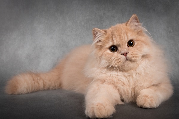 Cách đặt tên cho mèo