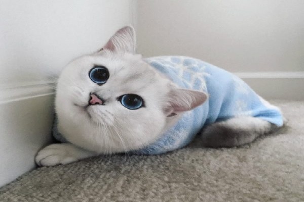 Hình ảnh mèo Anh lông dài đáng yêu