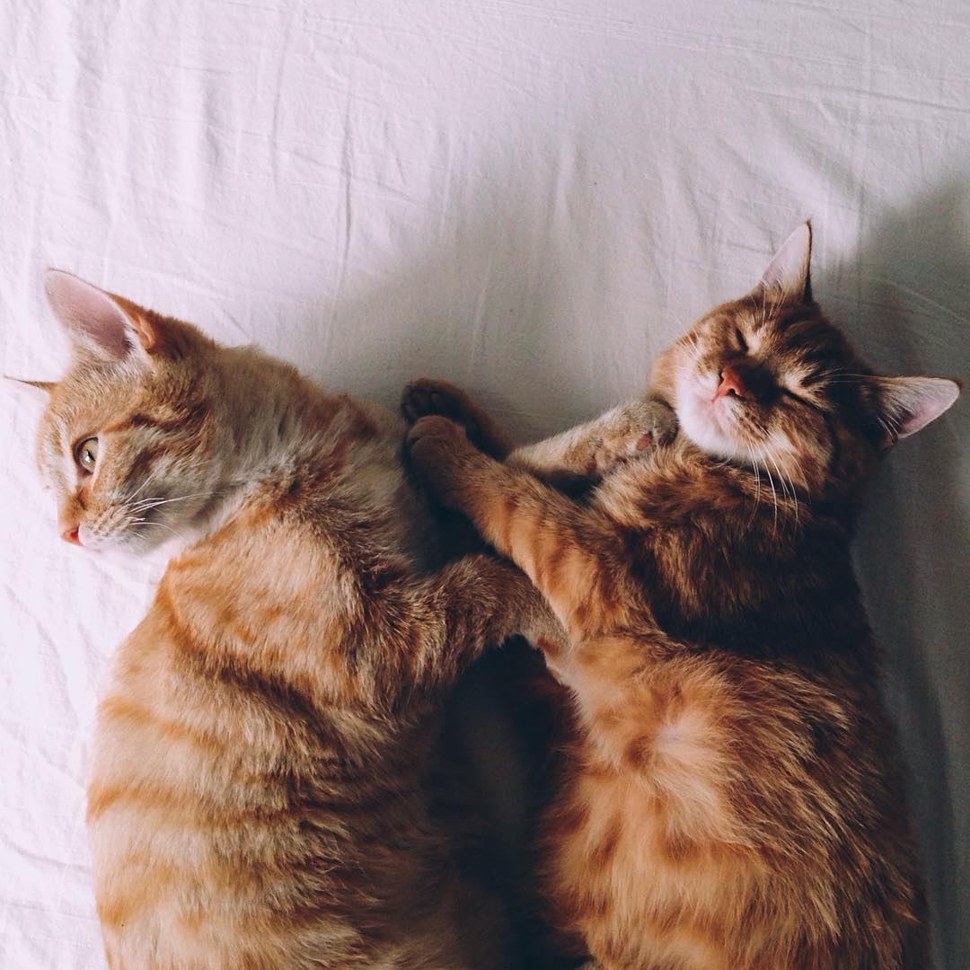 Ảnh mèo đôi đẹp