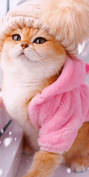 Hình ảnh con mèo làm hình nền điện thoại