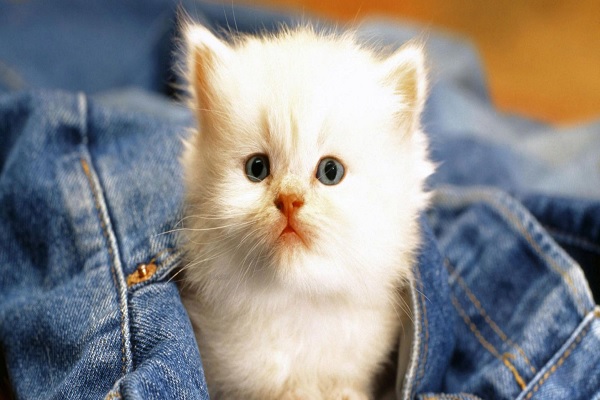 Hình mèo dễ thương