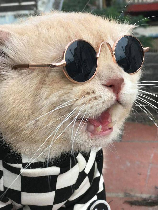 Ảnh mèo đeo kính ngầu 1
