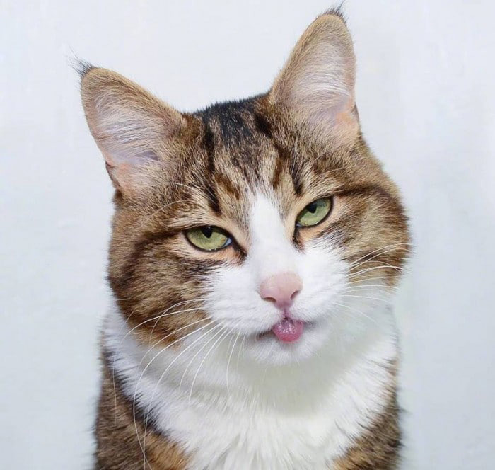 Hình ảnh mèo ngầu 1