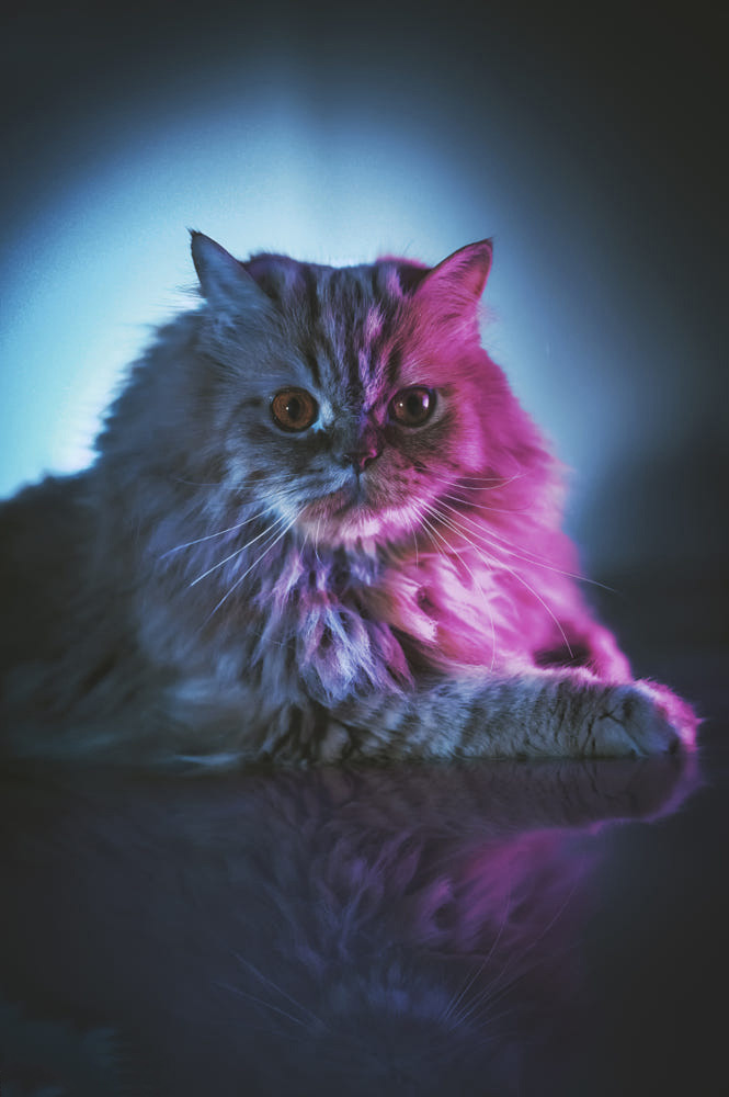 Hình ảnh mèo ngầu 2