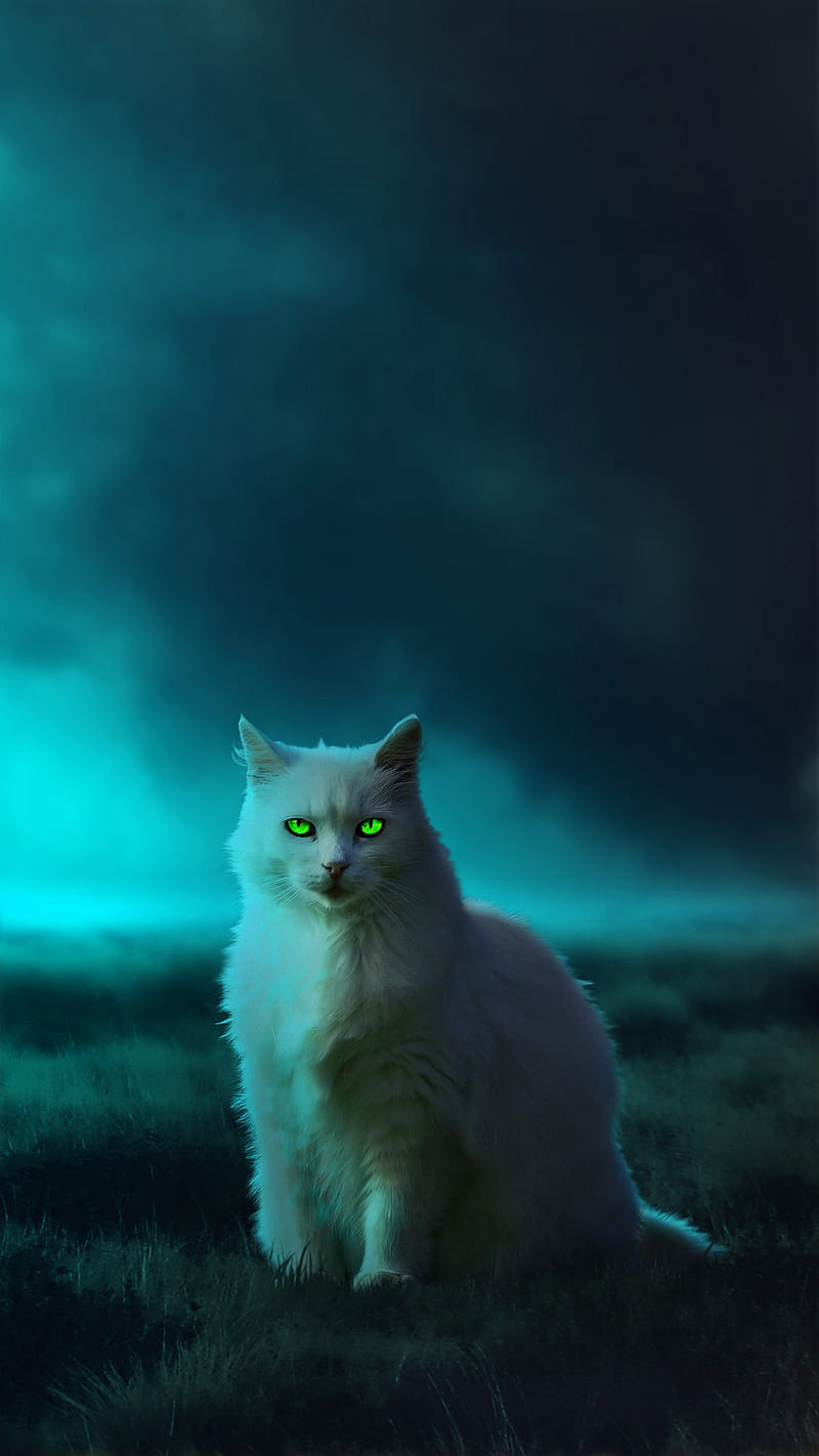 Hình ảnh mèo ngầu 6