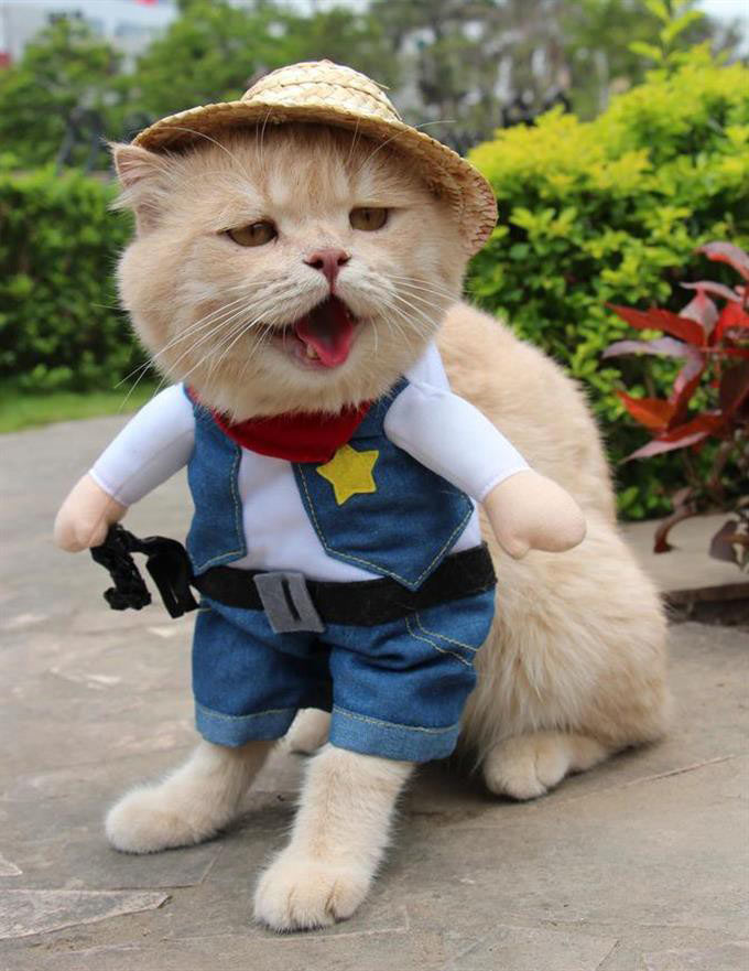 Hình ảnh mèo ngầu 7