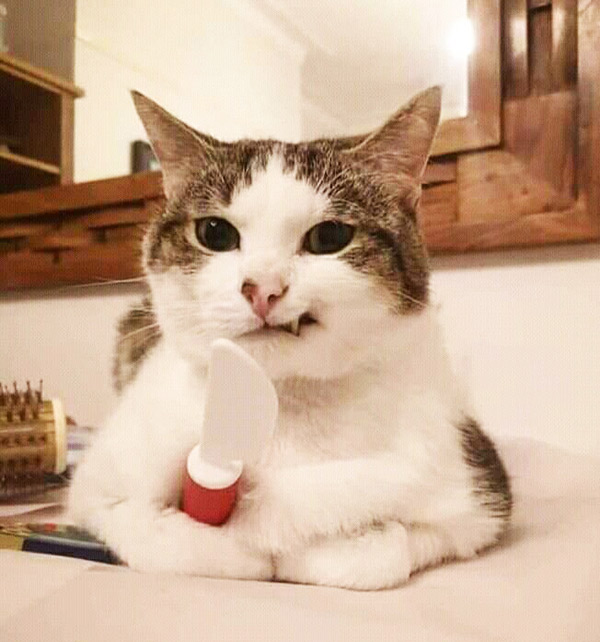 Hình ảnh mèo ngầu 8