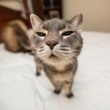 Hình ảnh mèo ngầu 9