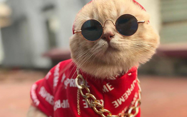 Ảnh mèo đeo kính ngầu 2