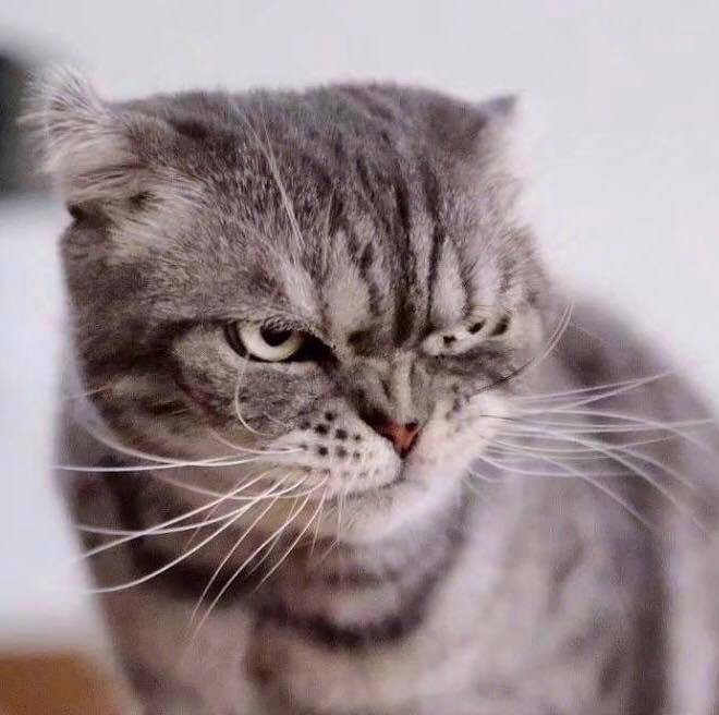 Hình ảnh mèo ngầu 10