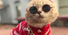 Hình ảnh mèo ngầu, ảnh mèo đeo kính cool nhất