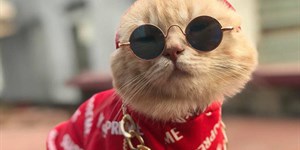 Hình ảnh mèo ngầu, ảnh mèo đeo kính cool nhất