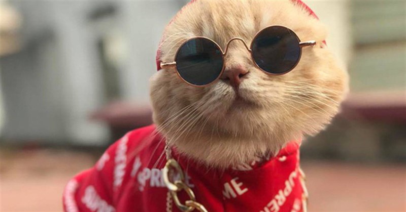 Hình ảnh mèo ngầu, ảnh mèo đeo kính cool nhất
