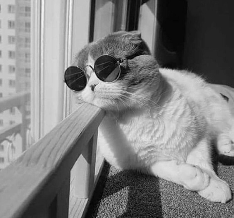 Ảnh mèo đeo kính ngầu 7