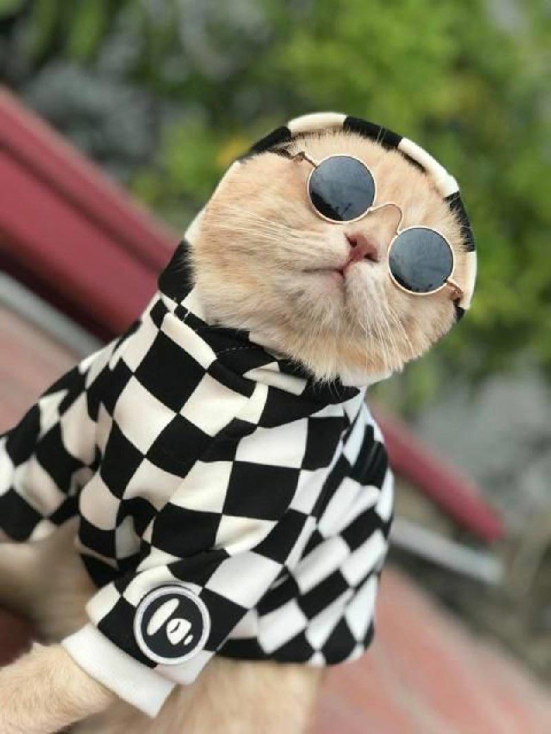 Ảnh mèo đeo kính ngầu 9