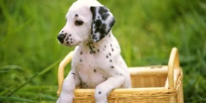 Ảnh cún con siêu cute, hình ảnh chó con ngộ nghĩnh, dễ thương, đáng yêu nhất