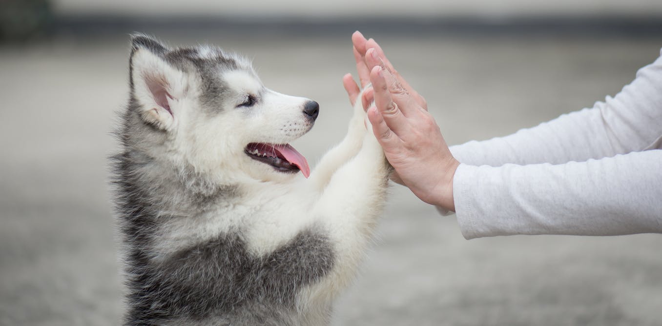 Hình nền chó con cute