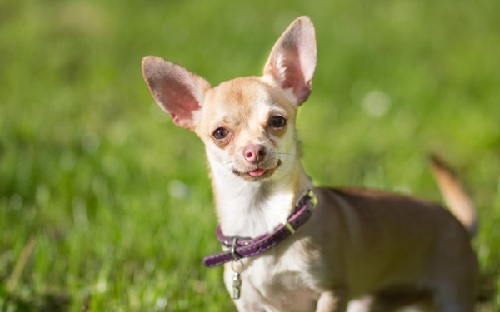 Hình ảnh chó Chihuahua Hình ảnh chó Chihuahua