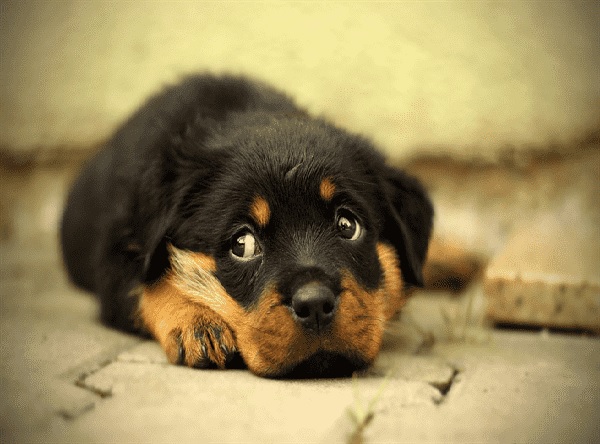 Hình ảnh chó Rottweiler Hình ảnh chó Rottweiler